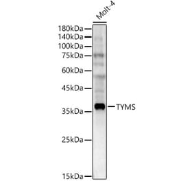 Western Blot - Anti-Thymidylate Synthase Antibody (A11314) - Antibodies.com