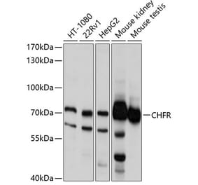 Western Blot - Anti-CHFR Antibody (A11315) - Antibodies.com