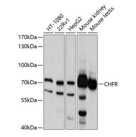 Western Blot - Anti-CHFR Antibody (A11315) - Antibodies.com