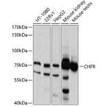 Western Blot - Anti-CHFR Antibody (A11315) - Antibodies.com