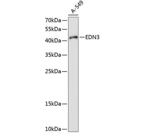 Western Blot - Anti-EDN3 Antibody (A11316) - Antibodies.com