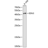Western Blot - Anti-EDN3 Antibody (A11316) - Antibodies.com