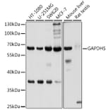 Western Blot - Anti-GAPDS Antibody (A11323) - Antibodies.com