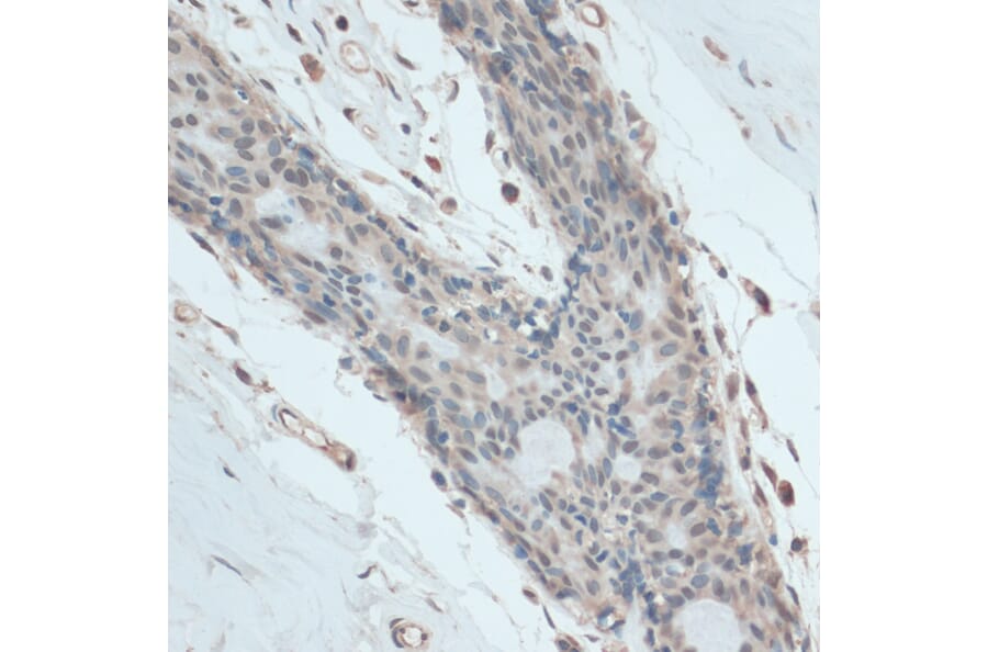 Immunohistochemistry - Anti-GAPDS Antibody (A11323) - Antibodies.com