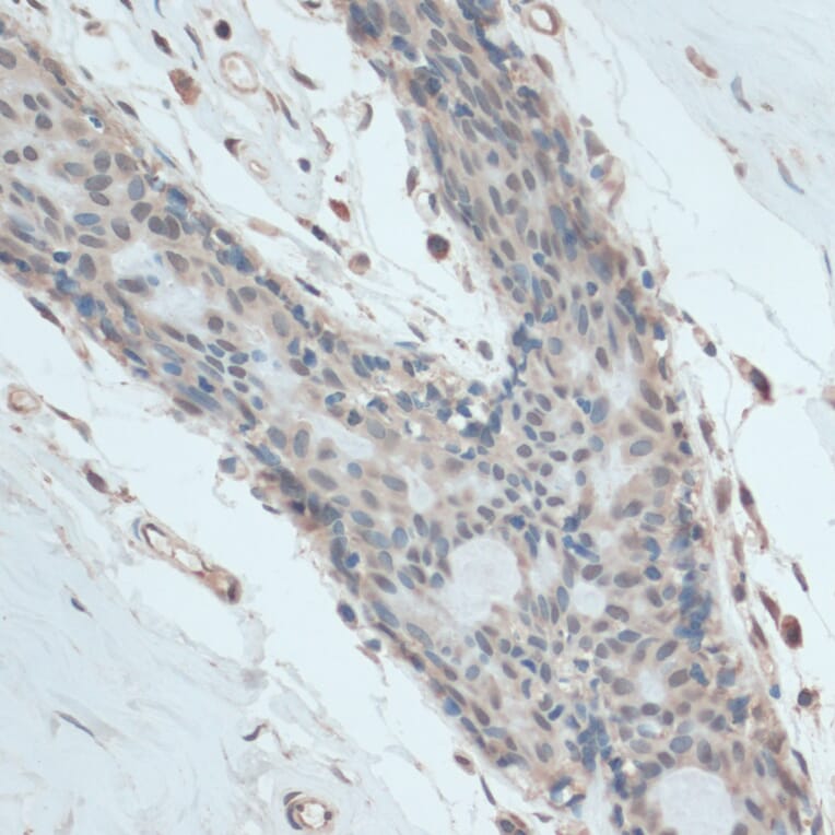 Immunohistochemistry - Anti-GAPDS Antibody (A11323) - Antibodies.com