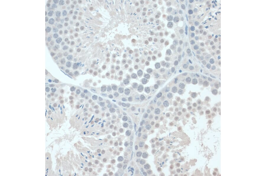 Immunohistochemistry - Anti-GAPDS Antibody (A11323) - Antibodies.com