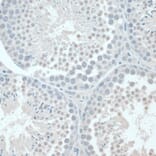 Immunohistochemistry - Anti-GAPDS Antibody (A11323) - Antibodies.com