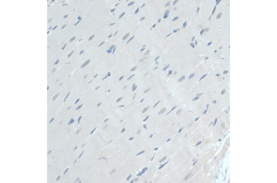 Immunohistochemistry - Anti-GAPDS Antibody (A11323) - Antibodies.com