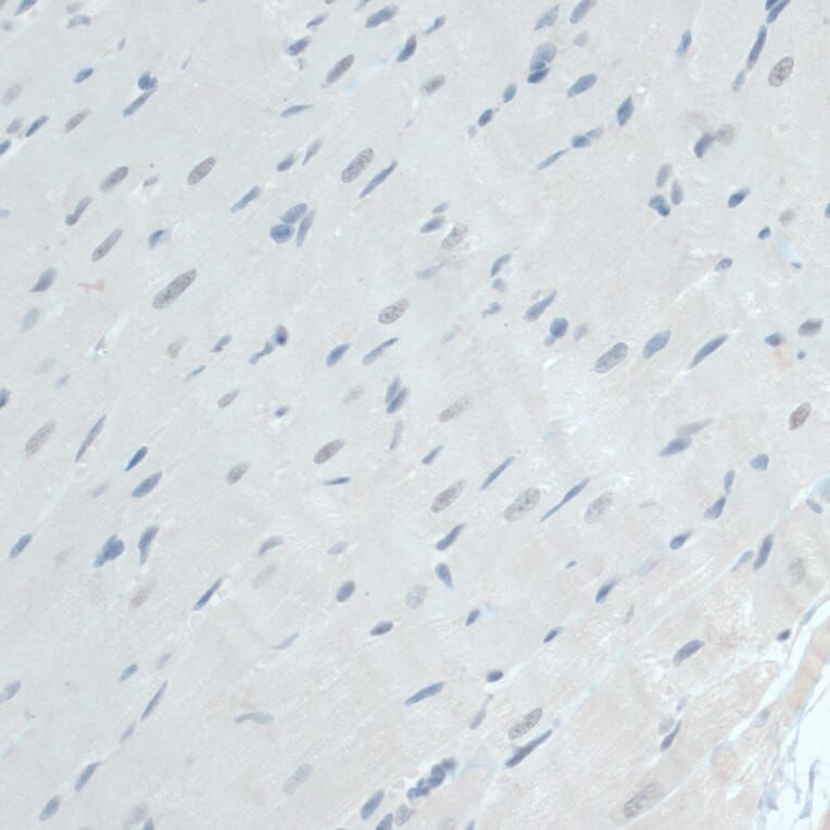 Immunohistochemistry - Anti-GAPDS Antibody (A11323) - Antibodies.com