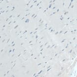 Immunohistochemistry - Anti-GAPDS Antibody (A11323) - Antibodies.com