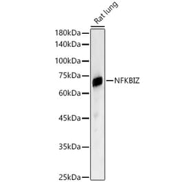 Western Blot - Anti-IKB zeta Antibody (A11326) - Antibodies.com