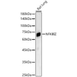 Western Blot - Anti-IKB zeta Antibody (A11326) - Antibodies.com