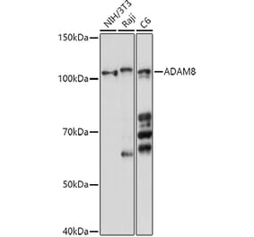 Western Blot - Anti-MS2 Antibody (A11327) - Antibodies.com