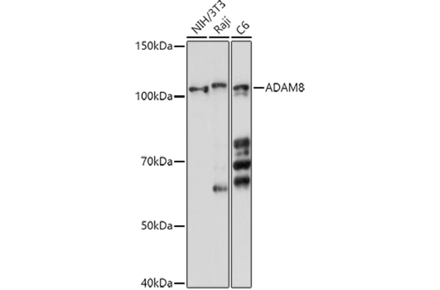 Western Blot - Anti-MS2 Antibody (A11327) - Antibodies.com