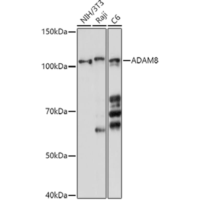 Western Blot - Anti-MS2 Antibody (A11327) - Antibodies.com