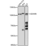 Western Blot - Anti-MS2 Antibody (A11327) - Antibodies.com