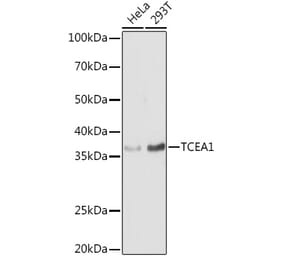Western Blot - Anti-TCEA1 Antibody (A11331) - Antibodies.com