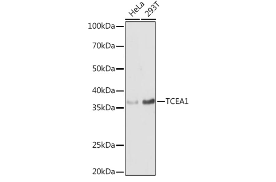 Western Blot - Anti-TCEA1 Antibody (A11331) - Antibodies.com