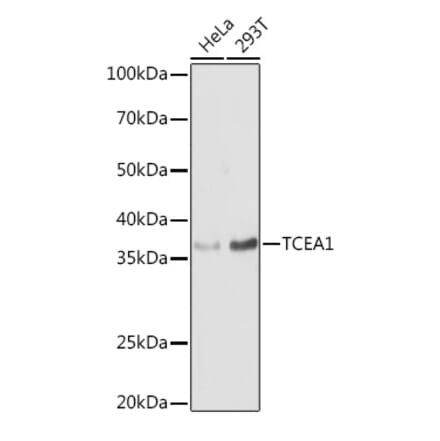 Western Blot - Anti-TCEA1 Antibody (A11331) - Antibodies.com