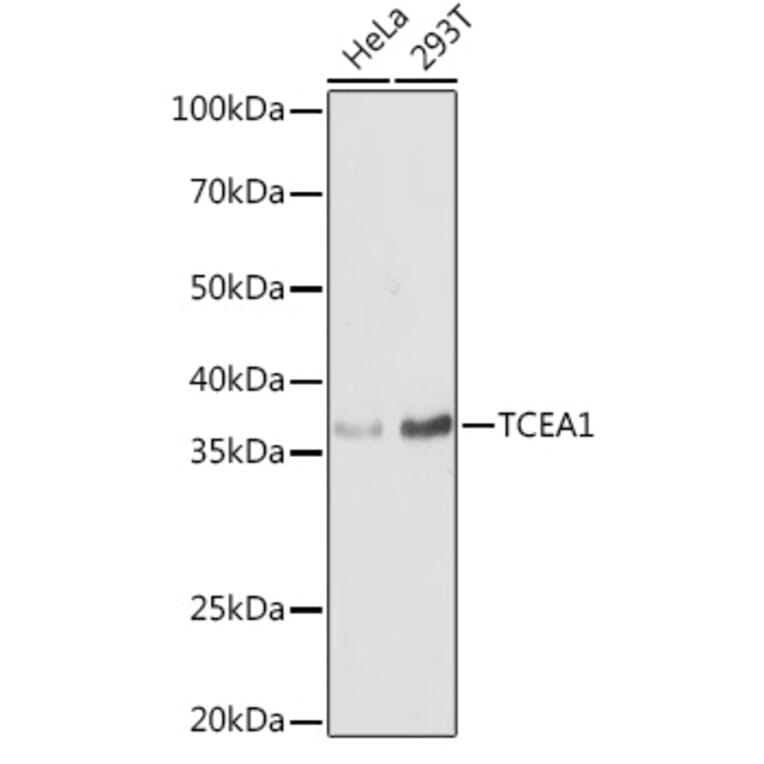 Western Blot - Anti-TCEA1 Antibody (A11331) - Antibodies.com