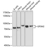 Western Blot - Anti-LGN Antibody (A11332) - Antibodies.com