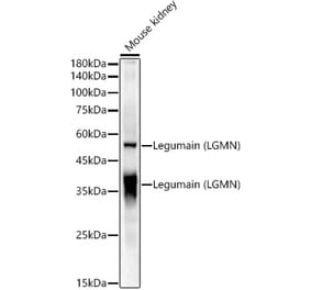 Western Blot - Anti-Legumain Antibody (A11334) - Antibodies.com