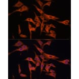 Immunofluorescence - Anti-Legumain Antibody (A11334) - Antibodies.com