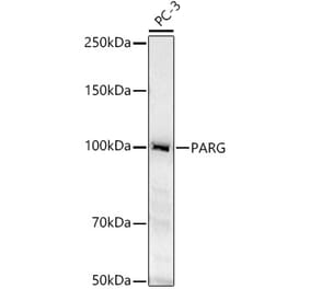 Western Blot - Anti-PARG Antibody (A11336) - Antibodies.com
