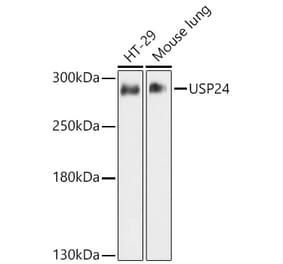 Western Blot - Anti-USP24 Antibody (A11339) - Antibodies.com