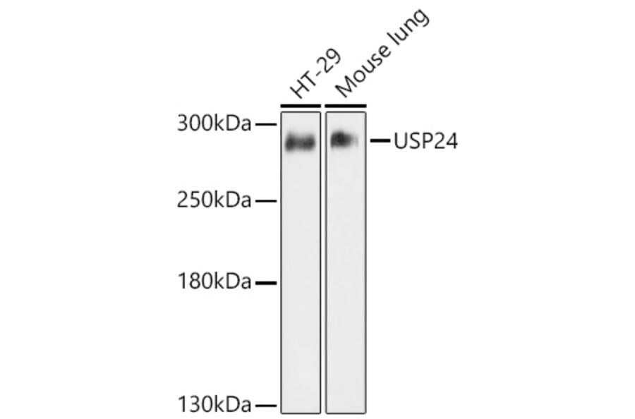 Western Blot - Anti-USP24 Antibody (A11339) - Antibodies.com