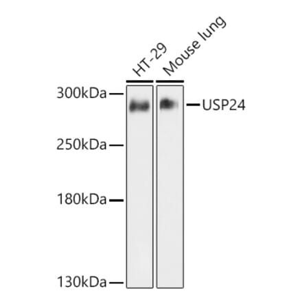 Western Blot - Anti-USP24 Antibody (A11339) - Antibodies.com