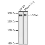 Western Blot - Anti-USP24 Antibody (A11339) - Antibodies.com