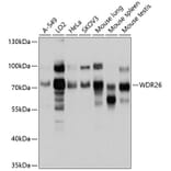 Western Blot - Anti-WDR26 Antibody (A11342) - Antibodies.com