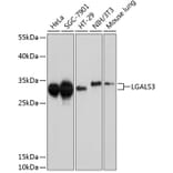 Western Blot - Anti-LGALS3 Antibody (A10607) - Antibodies.com