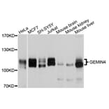 Western Blot - Anti-GEMIN4 Antibody (A10764) - Antibodies.com
