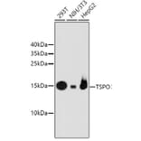 Western Blot - Anti-TSPO Antibody (A10765) - Antibodies.com