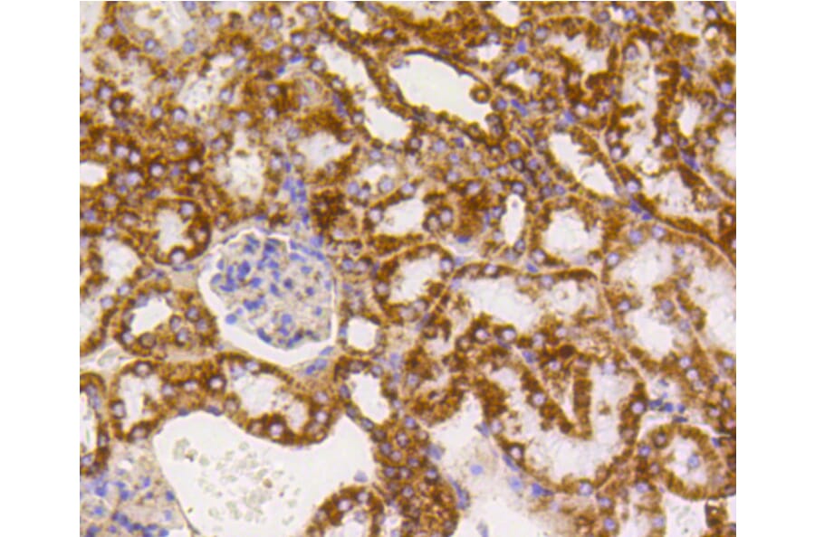 Immunohistochemistry - Anti-TSPO Antibody (A10765) - Antibodies.com