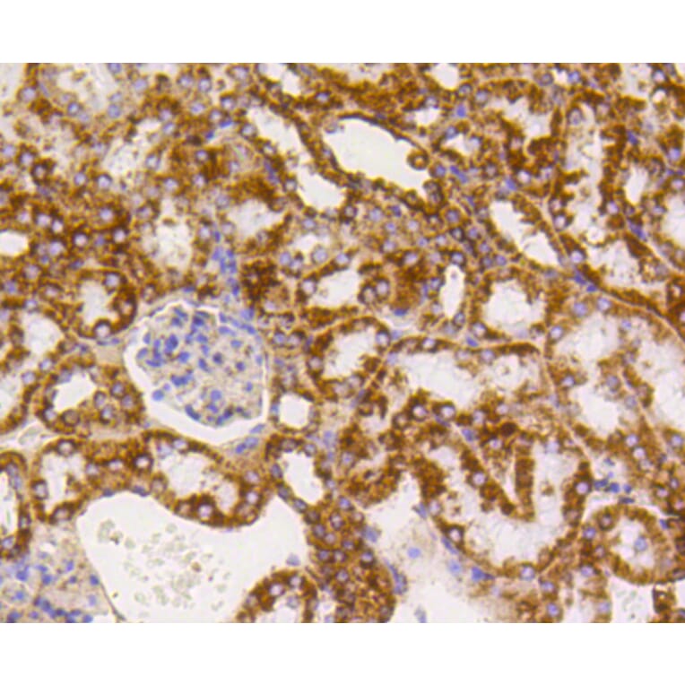 Immunohistochemistry - Anti-TSPO Antibody (A10765) - Antibodies.com
