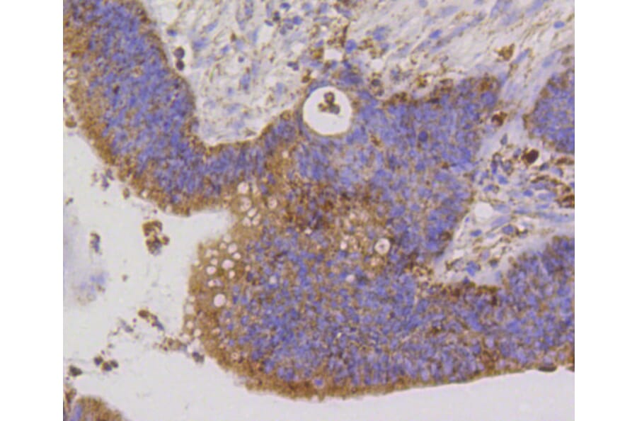 Immunohistochemistry - Anti-TSPO Antibody (A10765) - Antibodies.com