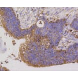 Immunohistochemistry - Anti-TSPO Antibody (A10765) - Antibodies.com