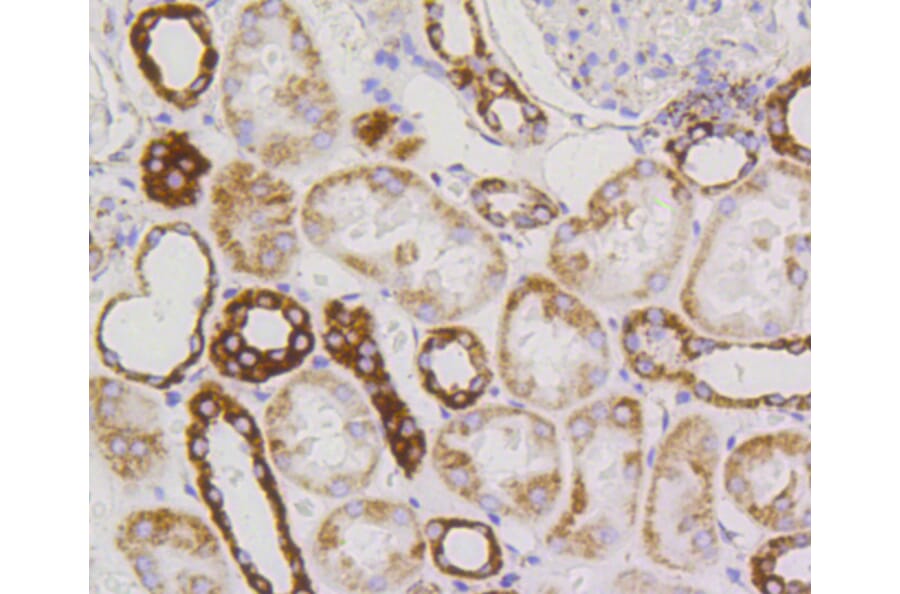 Immunohistochemistry - Anti-TSPO Antibody (A10765) - Antibodies.com