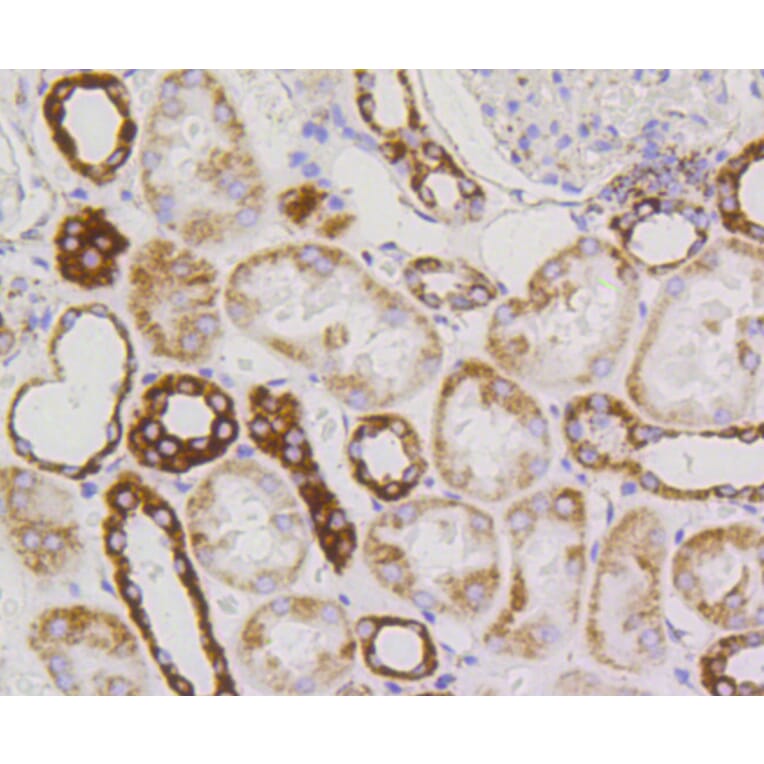 Immunohistochemistry - Anti-TSPO Antibody (A10765) - Antibodies.com
