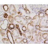 Immunohistochemistry - Anti-TSPO Antibody (A10765) - Antibodies.com