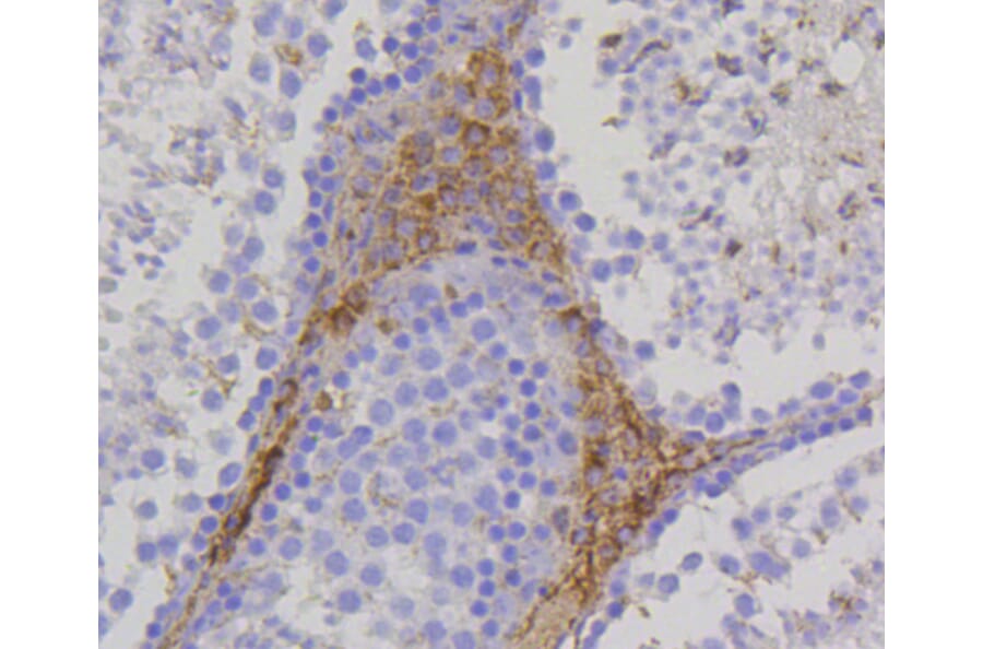 Immunohistochemistry - Anti-TSPO Antibody (A10765) - Antibodies.com