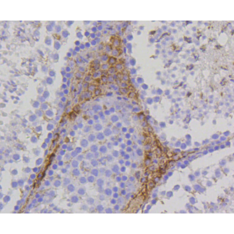 Immunohistochemistry - Anti-TSPO Antibody (A10765) - Antibodies.com