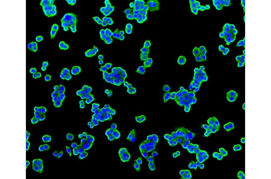 Immunofluorescence - Anti-TSPO Antibody (A10765) - Antibodies.com