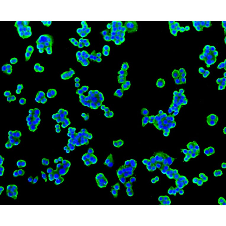 Immunofluorescence - Anti-TSPO Antibody (A10765) - Antibodies.com