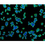 Immunofluorescence - Anti-TSPO Antibody (A10765) - Antibodies.com