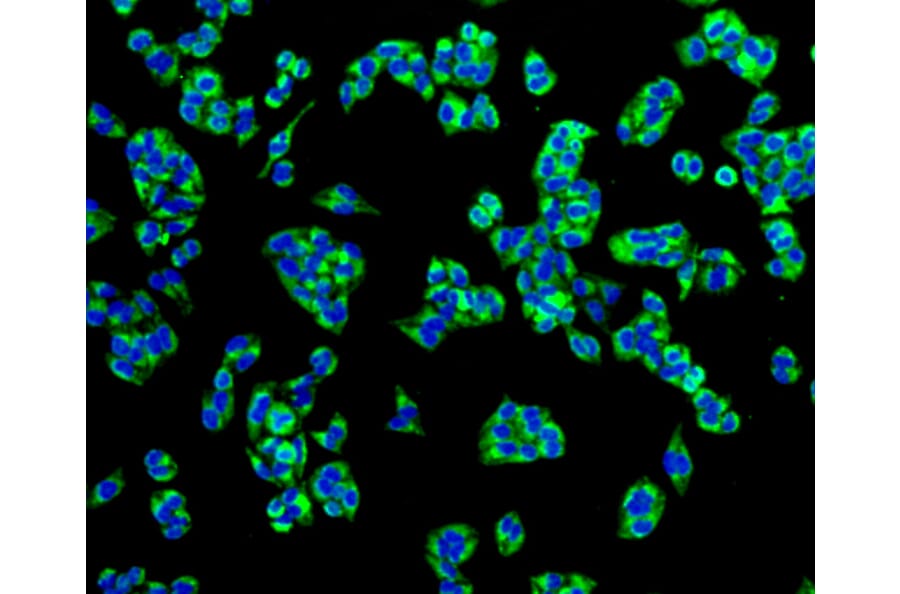 Immunofluorescence - Anti-TSPO Antibody (A10765) - Antibodies.com