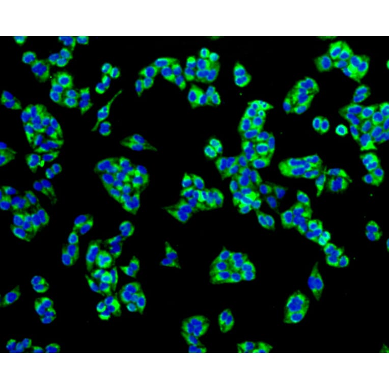 Immunofluorescence - Anti-TSPO Antibody (A10765) - Antibodies.com